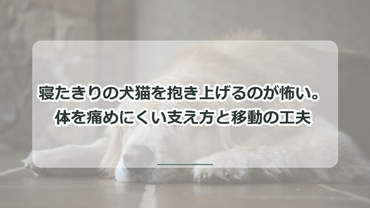 寝たきりの犬猫を抱き上げるのが怖い記事のタイトル入りサムネイル