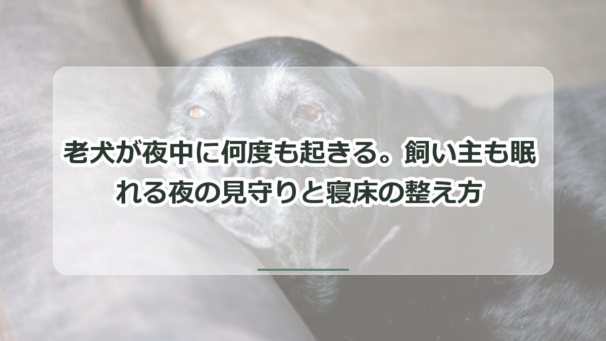 老犬が夜中に何度も起きる記事のタイトル入りサムネイル
